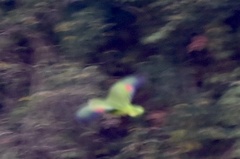 Amazona autumnalis