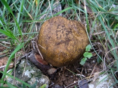 Scleroderma verrucosum