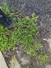 Lepidium coronopus