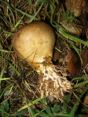 Scleroderma verrucosum