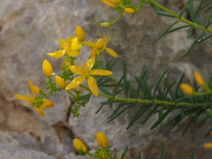 Hypericum amblyocalyx