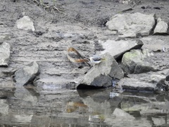 Motacilla cinerea