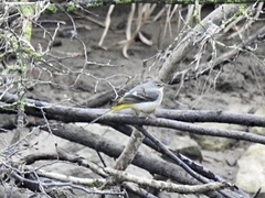 Motacilla cinerea