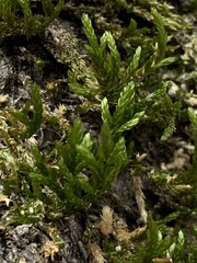 Forsstroemia trichomitria