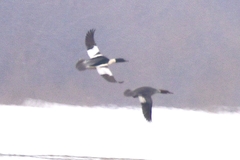 Mergus merganser merganser