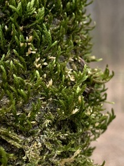 Forsstroemia trichomitria