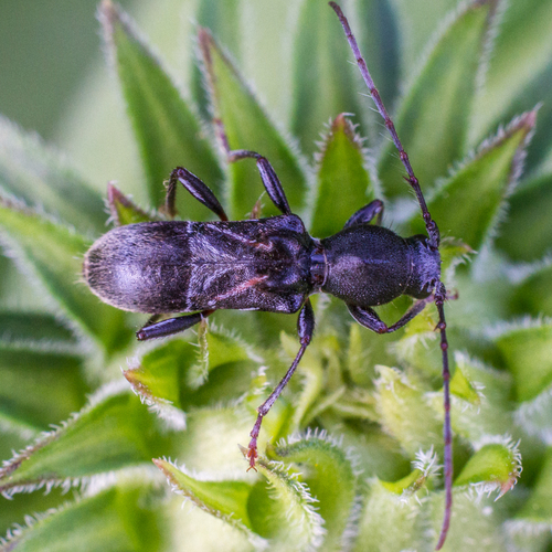 Ant-like Longhorn Beetle photo 2