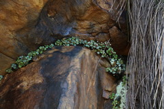 Crassula capensis promontorii