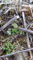 Anogramma leptophylla