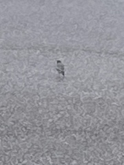 Motacilla alba