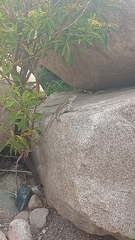 Tropidurus etheridgei