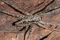 Pisauridae