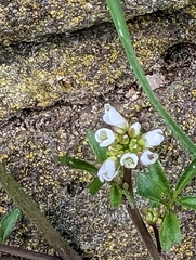 Cardamine hirsuta