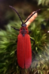 Dictyoptera