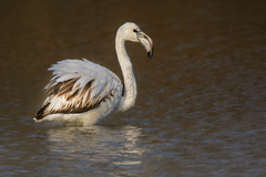 Phoenicopterus roseus