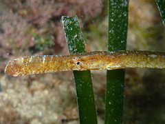 Syngnathus typhle