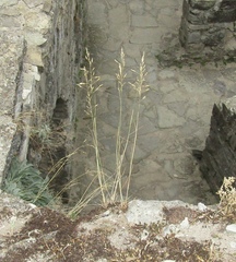 Poa versicolor
