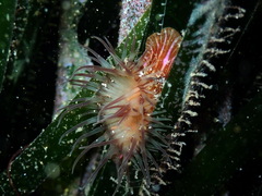 Paractinia striata