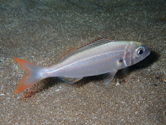 Pagellus acarne