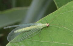 Chrysopa oculata