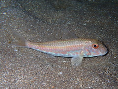 Mullus barbatus