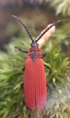 Dictyoptera