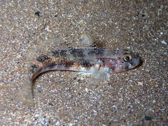 Gobius roulei
