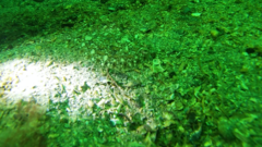 Citharichthys stigmaeus