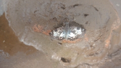 Chiomara asychis