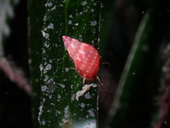 Tricolia speciosa
