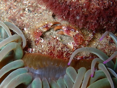 Pilumnus