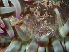 Periclimenes aegylios