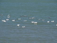 Chroicocephalus ridibundus