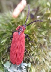 Dictyoptera
