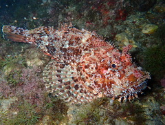Scorpaena scrofa