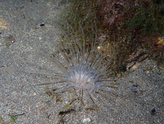 Pachycerianthus