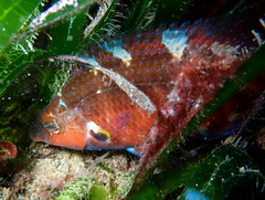 Symphodus mediterraneus