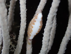 Simnia spelta