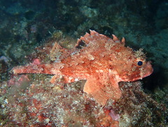 Scorpaena notata