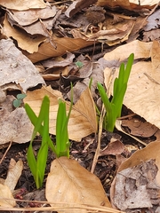 Liliales