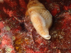Pagurus anachoretus