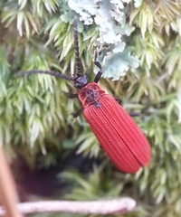 Dictyoptera