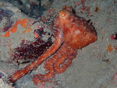 Callistoctopus macropus