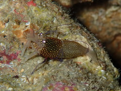 Gnathophyllum elegans