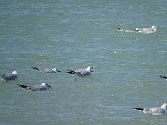 Chroicocephalus ridibundus