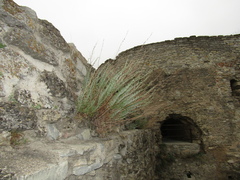 Artemisia marschalliana