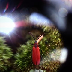 Dictyoptera