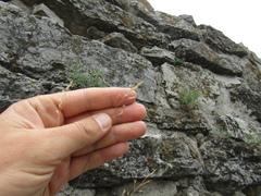 Poa versicolor