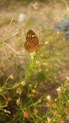 Phystis simois