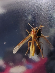 Apoica
